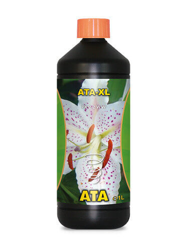 Ata-XL-02