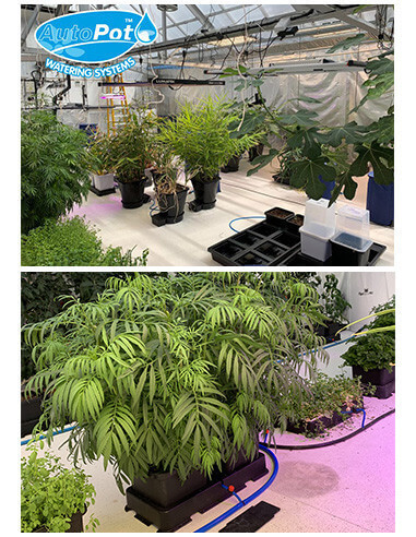 Easy2grow 20 (20pot)