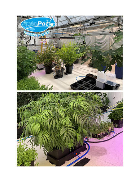 Easy2grow 20 (20pot)